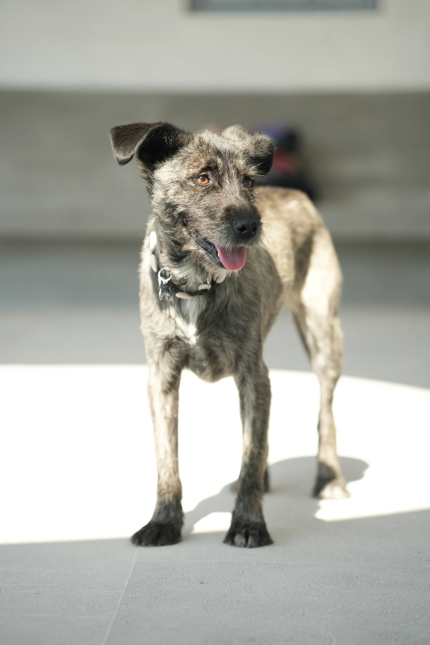 hay un perro que está de pie en el sol en el suelo